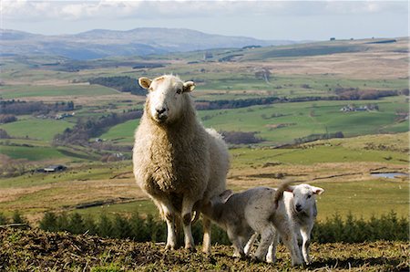 snowdonia - Gilar Farm is a working hill farm. The traditional farmhouse built in 1623AD is available for self-catering holiday lets. Foto de stock - Con derechos protegidos, Código: 862-03437732