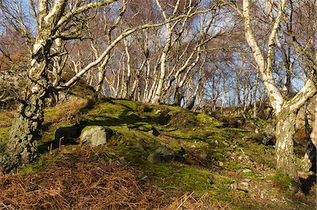 silver birch - Wales,Denbighshire,Vale of Llangollen. A path leads through natural silver birch woodland on the edge of Ruabon Mountain. Stock Photo - Rights-Managed, Code: 862-03437752