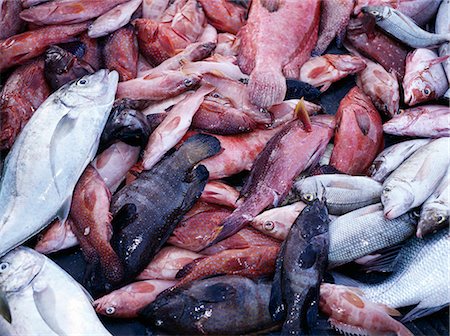 simsearch:862-03437916,k - The brightly-coloured catch of fishermen at Sekra,a fishing village on Socotra's north coast. The island's coastal population depends almost entirely on fishing as its principal source of livelihood with shark,kingfish and tuna being the most important commercial species. Reef fish and lobsters also represent a significant source of income. Foto de stock - Con derechos protegidos, Código: 862-03437907