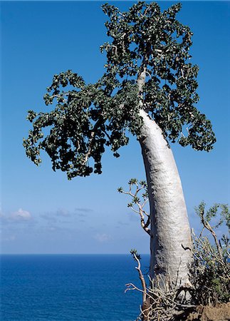 simsearch:862-03437916,k - A Cucumber tree (Dendrosicyos soctrana) grows in rocky soil on the island’s northern coast,near Hadibo. This strange endemic species with its swollen trunk and cucumber-like fruit is one of the island’s most bizarre botanical curiosities. Foto de stock - Con derechos protegidos, Código: 862-03437915