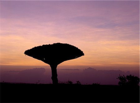 simsearch:862-03437916,k - Sunset in the Dixam area of the Haghir Mountains against the silhouette of a Dragon’s Blood Tree (Dracaene cannabari). Foto de stock - Con derechos protegidos, Código: 862-03437919
