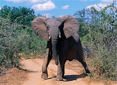 Zambia,Lower Zambezi National Park. Elephant bull puts in a mock charge. Stock Photo - Rights-Managed, Code: 862-03437974