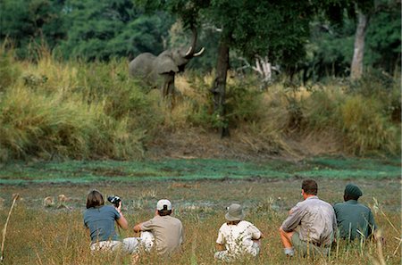 simsearch:862-03438042,k - . Quietly watching a feeding elephant during a guided game walk on a family safari. Foto de stock - Direito Controlado, Número: 862-03437976