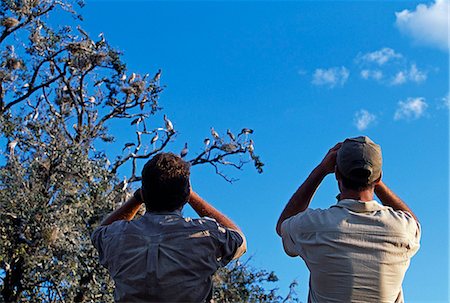 simsearch:862-03437981,k - En Zambie, le Parc National du Sud Luangwa. Invités sur le jeu marche regarder une colonie de cigognes yellowbilled. Photographie de stock - Rights-Managed, Code: 862-03437978