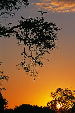 Zambia,South Luangwa national park. Yellowbilled storks return to colony at sunset (Mycteria ibis) . Stock Photo - Rights-Managed, Code: 862-03437980