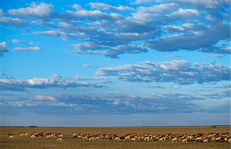 Zambia,Bangweulu Swamp. Black lechwe herd feeding on grassy plains on the fringe of Bangweulu swamp. Foto de stock - Con derechos protegidos, Código: 862-03438001