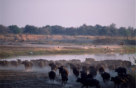 simsearch:862-03438038,k - Large herd of buffalo run down to drink at the Luangwa River. Stock Photo - Rights-Managed, Code: 862-03438016