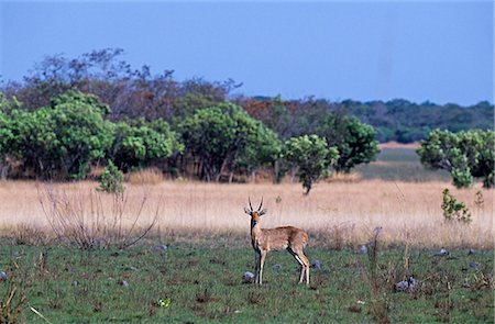 simsearch:862-03890046,k - Zambie, Parc National de Kasanka. Un mâle reedbuck (Redunca arundinum), la plaine de Chikufwe. Photographie de stock - Rights-Managed, Code: 862-03438024