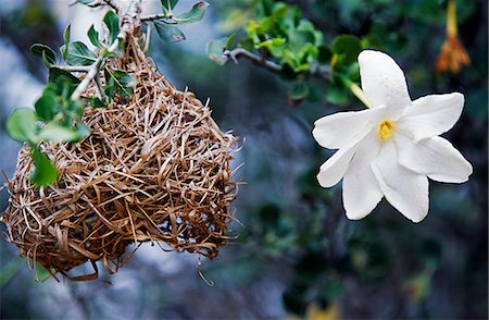 Wild frangipani flower and buffalo weaver's nest. Stock Photo - Rights-Managed, Code: 862-03438021