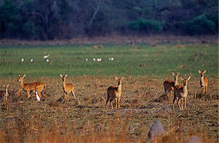 simsearch:862-03890046,k - Zambie, Parc National de Kasanka. Puku (Kobus vardonii) sont les plus prolifiques antilope dans Kasanka, grands troupeaux se trouvent dans la plaine inondable. Photographie de stock - Rights-Managed, Code: 862-03438023