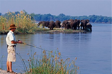 fishermen in africa - Zambia,Lower Zambezi National park. Fly-fishing for tiger fish on the Zambezi River against a backdrop of elephants on neighboring island. Stock Photo - Rights-Managed, Code: 862-03438036