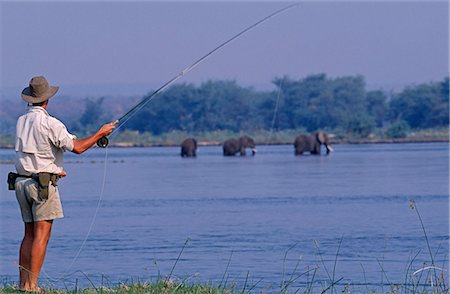 Zambia,Lower Zambezi National park. Fly-fishing for tiger fish on the Zambezi River against a backdrop of elephants on neighboring island. Stock Photo - Rights-Managed, Code: 862-03438037