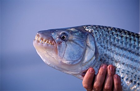 fishing catching - Zambia,Lower Zambezi National Park. A fine tiger fish caught on the Zambezi River - the world's finest fighting freshwater fish. Stock Photo - Rights-Managed, Code: 862-03438039