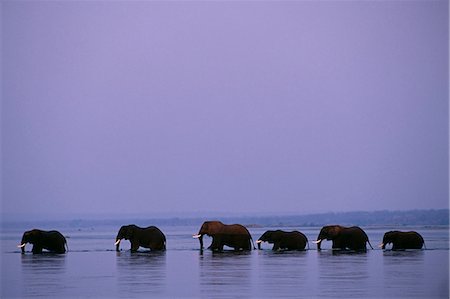 Herd of elephants cross the Zambezi River in line. Stock Photo - Rights-Managed, Code: 862-03438031