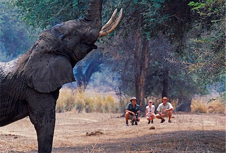 Lower Zambezi Nationalpark in Sambia. Eine Safari zu Fuß aus sicherer Entfernung beobachten, wie ein Elefant bis zu Feed auf einer Akazie erreicht. Stockbilder - Lizenzpflichtiges, Bildnummer: 862-03438033