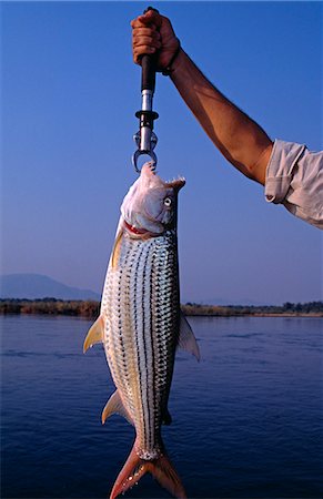 poisson tigre - Zambie, Lower Zambezi National Park. Un poisson tigre fine capturé sur le fleuve Zambèze. Photographie de stock - Rights-Managed, Code: 862-03438045