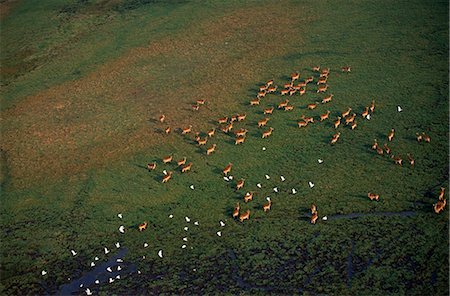 Zambie, Parc National de Kafue. Vue aérienne de cobes troupeaux sur les plaines de Busanga. Photographie de stock - Rights-Managed, Code: 862-03438046