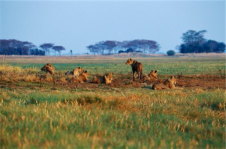 simsearch:862-03366438,k - Zambia,Kafue National Park. Pride of lion on Busanga Plain Stock Photo - Rights-Managed, Code: 862-03438054
