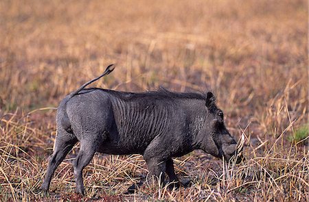 Warthog on its knees grubbing for roots (Phacochoerus aethiopicus) on Busanga Plain Foto de stock - Direito Controlado, Número: 862-03438051