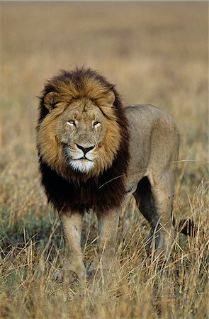 Zambie, Parc National de Kafue. Lion mâle mature avec une crinière complète sombre sur la plaine de Busanga Photographie de stock - Rights-Managed, Code: 862-03438052