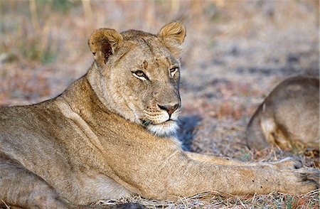 simsearch:862-03355212,k - Lioness on Busanga Plain Foto de stock - Con derechos protegidos, Código: 862-03438053