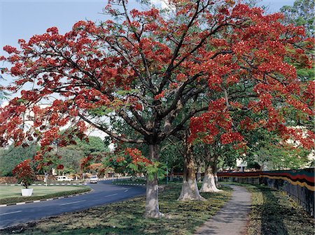 Belles fleurs rouges arbres flamboyants (Delonix regia) ligne de nombreuses routes dans la capitale de la Zambie, Lusaka... Photographie de stock - Rights-Managed, Code: 862-03438073