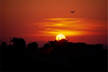 silhouettes of african birds - Zimbabwe,Matusadona. African Buffalo (Syncerus caffer) on the shore of the lake at Matusadona at sunset. Stock Photo - Rights-Managed, Code: 862-03438086