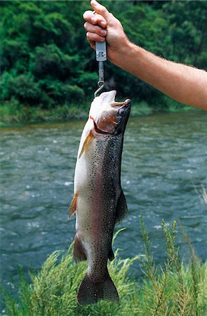 steelhead - 3.5 pound Rainbow trout caught on Gairesi River. Stock Photo - Rights-Managed, Code: 862-03438088