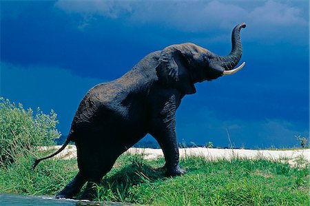 Male Elephant (Loxodonta africana) under stormy clouds on bank of Zambezi River. Stock Photo - Rights-Managed, Code: 862-03438089