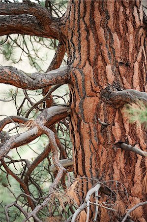 Ponderosa Pine Tree, Middle Fork of the Salmon River, Frank Church Wilderness, State of Idaho, U.S.A. Foto de stock - Con derechos protegidos, Código: 862-03714138