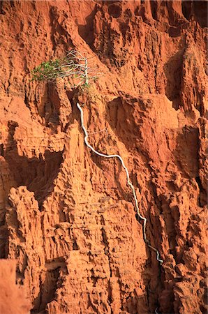 survival - Tree growing in red sandstone, Mui Ne, Vietnam Stock Photo - Rights-Managed, Code: 862-03714198