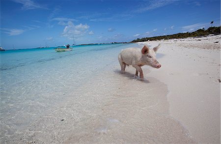 Exhumas, Bahamas. Pigs on the beach in the Bahamas Stock Photo - Rights-Managed, Code: 862-03710352