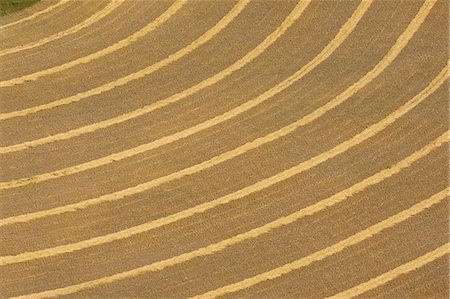 simsearch:400-04064843,k - Canada. Patterns in the rows of crop on the prairie shot from an airplane Fotografie stock - Rights-Managed, Codice: 862-03710631