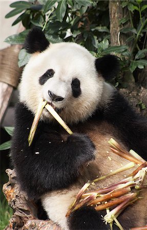 panda bear - Panda géant à Base de recherche de reproduction de Panda géant, Chengdu, Sichuan, Chine Photographie de stock - Rights-Managed, Code: 862-03710682