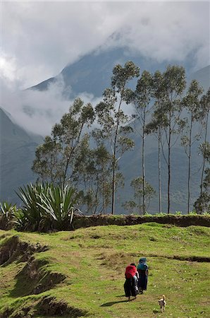eucalyptus - Équateur, chemin du retour lié près de Otavalo. Photographie de stock - Rights-Managed, Code: 862-03710872