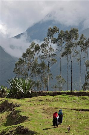 eucalyptus tree photography - Ecuador, Homeward bound near Otavalo. Stock Photo - Rights-Managed, Code: 862-03710872