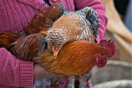 simsearch:862-03710862,k - Équateur, coqs dodus et les poulets sont vendus sur le marché hebdomadaire à Sangolqui. Photographie de stock - Rights-Managed, Code: 862-03710895