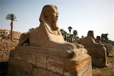 egyptian (people) - Egypt, Luxor. Ancient sphinxes form an avenue leading to Luxor Temple. Stock Photo - Rights-Managed, Code: 862-03710922