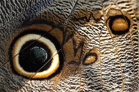 simsearch:862-03353007,k - Close up of a butterfly wing Foto de stock - Con derechos protegidos, Código: 862-03710936