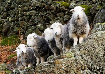 simsearch:862-03353007,k - Flock of sheep, Cumbria, UK Foto de stock - Con derechos protegidos, Código: 862-03710962