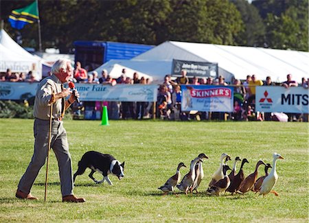 England, Shropshire, Weston Park. Rounding up geese with a sheep dog during a demonstration at the Game Fair Foto de stock - Direito Controlado, Número: 862-03711025