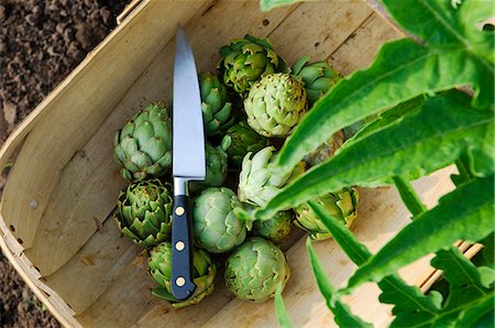 England, Globe artichokes in a trug Foto de stock - Con derechos protegidos, Código: 862-03711026