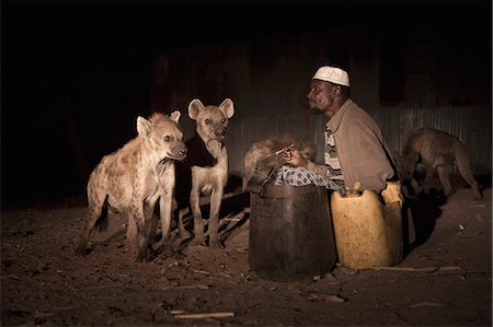 Ethiopia, Harar. Mulugeta Wolde Mariam, the hyena man of Harar feeds raw meat to wild hyaenas. Stock Photo - Rights-Managed, Code: 862-03711157