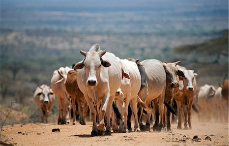 L'Éthiopie. Un troupeau de bovins est conduit le long d'une piste poussiéreuse dans un paysage typique du sud-éthiopien desséchée. Photographie de stock - Rights-Managed, Code: 862-03711181