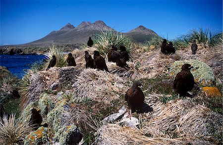 simsearch:862-03736693,k - Striated caracaras (Phalcoboenus australis) Stock Photo - Rights-Managed, Code: 862-03711183