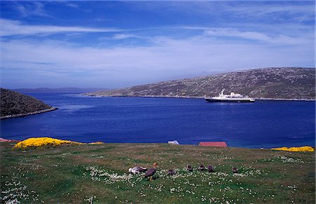 flock of geese - Upland goose family (Chloephaga picta leucoptera) & cruise ship Stock Photo - Rights-Managed, Code: 862-03711197