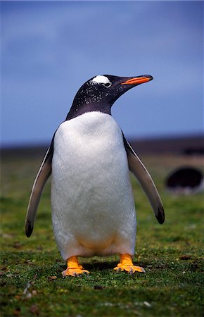 Gentoo penguin (Pygoscelis papua) Fotografie stock - Rights-Managed, Codice: 862-03711192