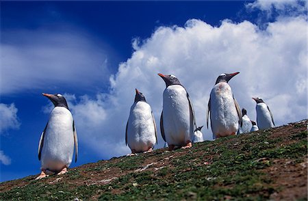 Gentoo penguins (Pygoscelis papua) Fotografie stock - Rights-Managed, Codice: 862-03711193