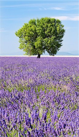 simsearch:862-03711298,k - Tree in a lavender field, Valensole plateau, Provence, France Foto de stock - Con derechos protegidos, Código: 862-03711298