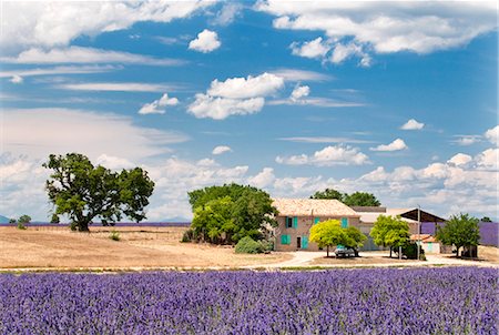 french lavender - Ferme dans un champ de lavande, Provence, France Photographie de stock - Rights-Managed, Code: 862-03711302